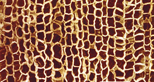 Cork - Honeycomb structure