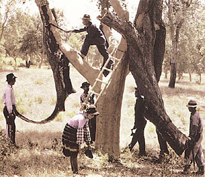 Harvesting Cork